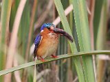 lekker (2)  Malachite Kingfisher : frieda